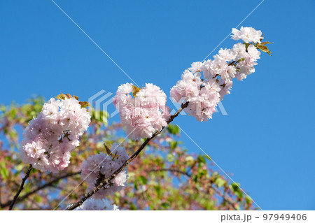 北海道 小樽の満開の桜 北海道 小樽の満開の桜 97949406