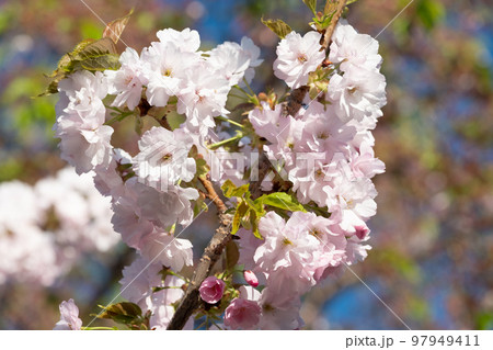 北海道 小樽の満開の桜 北海道 小樽の満開の桜 97949411