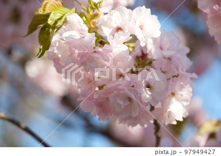 北海道　小樽の満開の桜 97949427