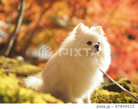 秋に黄昏れる犬 97949525