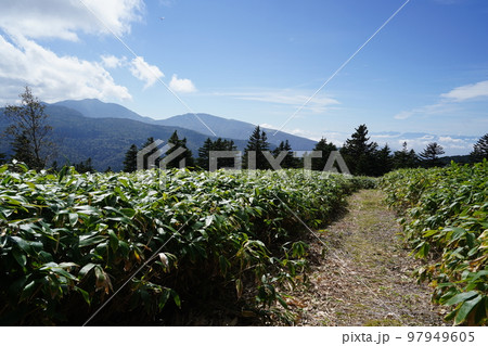 ぐんま県境稜線トレイル　土鍋山山頂を通過し浦倉山が見える場所付近の登山道　2022年9月26日 97949605