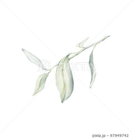 Watercolor Green Branches With Leaves. Hand painted floral elements isolated. Sketch herbs. Watercolor illustration green Watercolor Green Branches With Leaves. Hand painted floral elements isolated. Sketch herbs. Watercolor illustration green 97949742