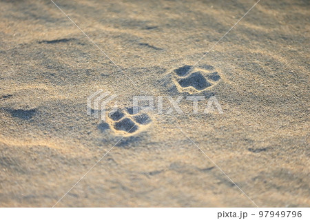砂浜に残った足跡　イメージ 97949796