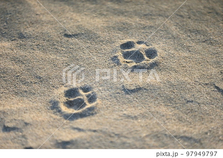 砂浜に残った足跡　イメージ 97949797