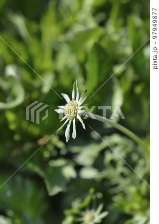 Japanese pincushion flower 97949877