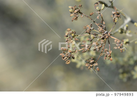 Common fennel Common fennel 97949893