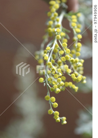 Common wormwood Common wormwood 97949906