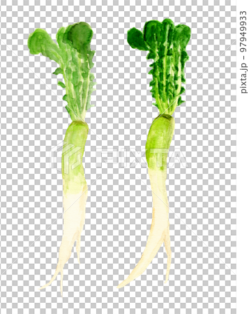 手繪水彩藍色蘿蔔插畫 97949933