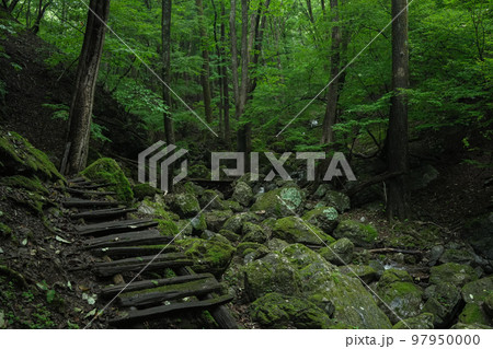 埼玉県_両神山_白井差登山道 埼玉県_両神山_白井差登山道 97950000