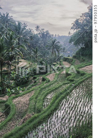 Vertical shot of the tegallalang rice terraces in Ubud on the island of Bali in Indonesia. Picturesque cascading rice fields with palm trees in the background. Nature, sights of Bali Vertical shot of the tegallalang rice terraces in Ubud on the island of Bali in Indonesia. Picturesque cascading rice fields with palm trees in the background. Nature, sights of Bali 97950355