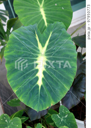 Colocasia variegated, Colocasia esculenta Nancys Revenge or colocasia nancys revenge 97950773