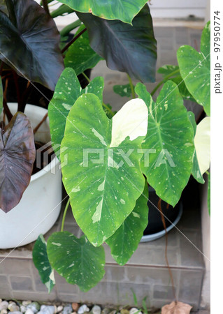 Colocasia White Lava or Colocasia variegated or colocasia plant Colocasia White Lava or Colocasia variegated or colocasia plant 97950774