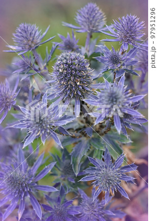 Natural closeup on the colorful blue Mediterranean Sea Holly, Eryngium bourgatii Natural closeup on the colorful blue Mediterranean Sea Holly, Eryngium bourgatii 97951296
