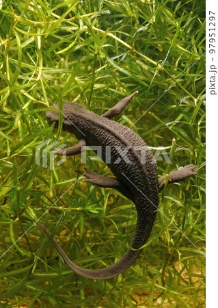 Vertical underwater closeup of an aquatic, female Japanese firebelied newt, Cynops pyrrhogaster Vertical underwater closeup of an aquatic, female Japanese firebelied newt, Cynops pyrrhogaster 97951297