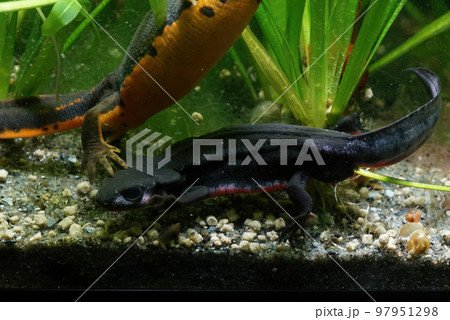 Underwater closeup of a colorful aquatic, male Japanese firebelied newt, Cynops pyrrhogaster Underwater closeup of a colorful aquatic, male Japanese firebelied newt, Cynops pyrrhogaster 97951298