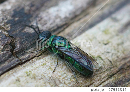 Detailed closeup on a beautiful mettalic green cuckoo jewel wasp, Trichrysis cyanea sitting on, wood Detailed closeup on a beautiful mettalic green cuckoo jewel wasp, Trichrysis cyanea sitting on, wood 97951315