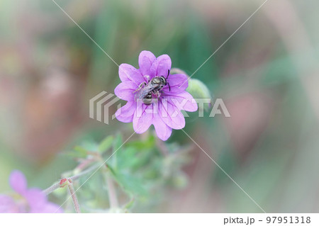 Closeup on a small iridescent green female furrow solitary bee, Lasioglossum species, on a purple Geranium pyrenaicum flower in the garden Closeup on a small iridescent green female furrow solitary bee, Lasioglossum species, on a purple Geranium pyrenaicum flower in the garden 97951318