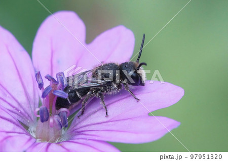 Closeup on a cute Large-headed, Armoured-Resin Bee , Heriades truncormu in a purple Geranium pyrenaicum flower Closeup on a cute Large-headed, Armoured-Resin Bee , Heriades truncormu in a purple Geranium pyrenaicum flower 97951320