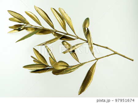 Golden olive branch isolated on white background macro close up. Gold olive leaves. 97951674