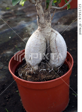 Root of an unusual shape, like the roots of mandrake. Ficus bonsai with strange magic root close up, botanical miracle Root of an unusual shape, like the roots of mandrake. Ficus bonsai with strange magic root close up, botanical miracle 97951725