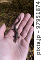 Green lizard in the Carpathian Mountains, Ukraine. 97951874