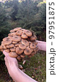 Many small mushrooms in the Carpathian mountains, Ukraine. 97951875