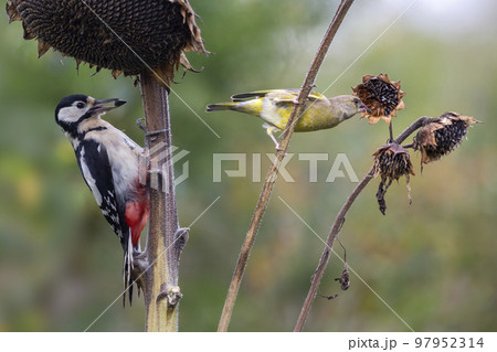 Great spotted woodpecker (Dendrocopos major) and European greenfinch (chloris chloris) Great spotted woodpecker (Dendrocopos major) and European greenfinch (chloris chloris) 97952314