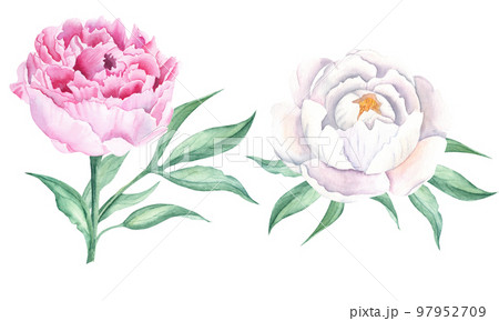 White and pink watercolor peony flowers set. Hand drawn botanical illustration isolated on white background. Can be used for greeting cards, bouquets, wedding invitations, textile prints. 97952709