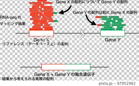 RNA-seqの融合遺伝子解析 RNA-seqの融合遺伝子解析 97952962