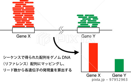 RNA-seqのマッピング 97952963