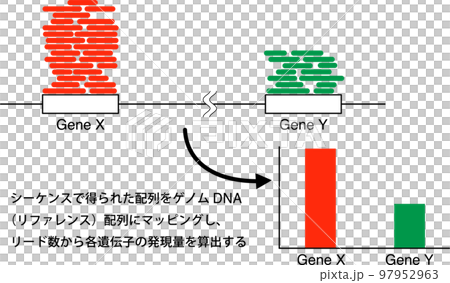 RNA-seqのマッピング 97952963