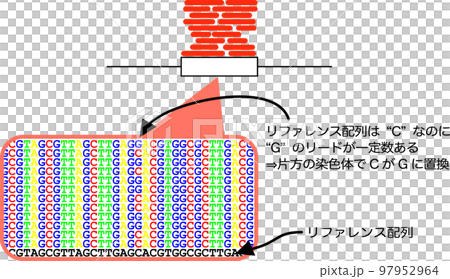 SNP analysis of RNA-seq 97952964