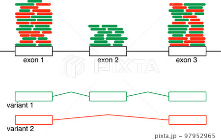 RNA-seqのバリアント解析 RNA-seqのバリアント解析 97952965