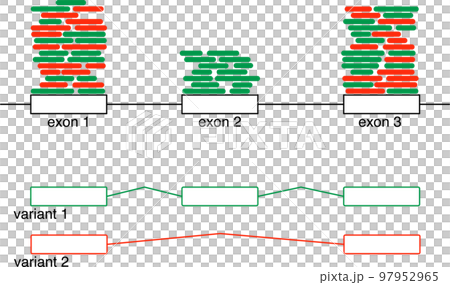 RNA-seqのバリアント解析 RNA-seqのバリアント解析 97952965