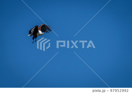 African fish eagle in sky with catchlight African fish eagle in sky with catchlight 97952992