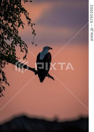 African fish eagle on branch at sunset 97953002