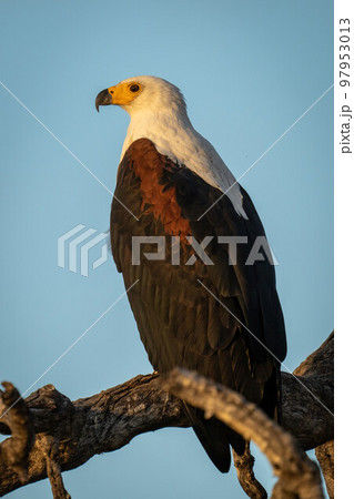 African fish eagle on branches watching camera African fish eagle on branches watching camera 97953013