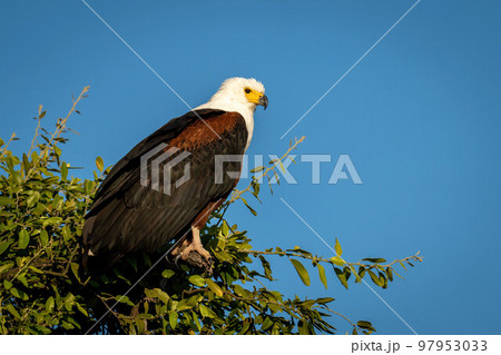 African fish eagle watching camera from tree 97953033