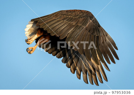 African fish eagle with wings hiding head African fish eagle with wings hiding head 97953036