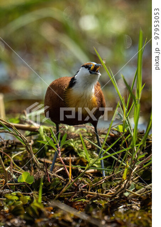 African jacana swallowing frog in backlit grass African jacana swallowing frog in backlit grass 97953053