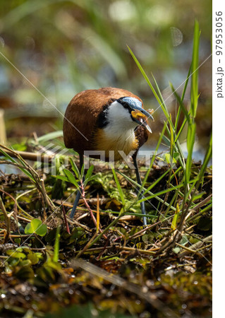 African jacana swallows frog in tangled grass African jacana swallows frog in tangled grass 97953056