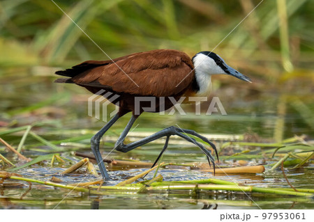 African jacana walking across river lifting foot African jacana walking across river lifting foot 97953061