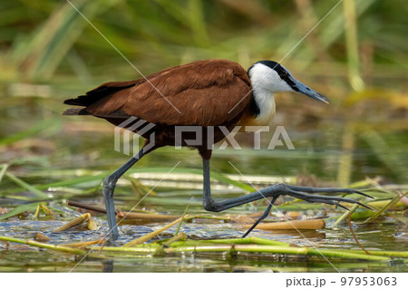 African jacana walking across water lifting foot 97953063