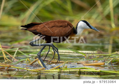 African jacana walking through grass in river African jacana walking through grass in river 97953064