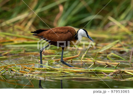 African jacana walking through grass in water African jacana walking through grass in water 97953065