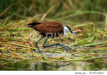 African jacana walks across grass in river 97953067