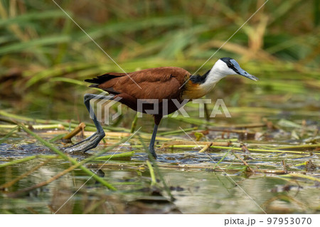 African jacana walks across river raising foot African jacana walks across river raising foot 97953070