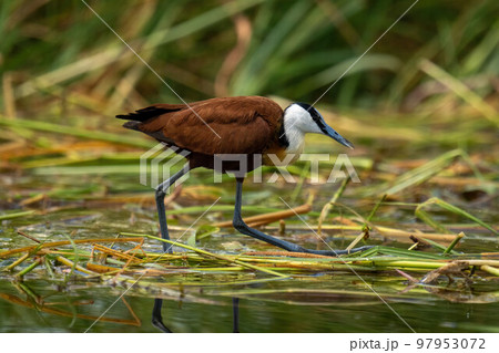 African jacana walks through grass in water African jacana walks through grass in water 97953072