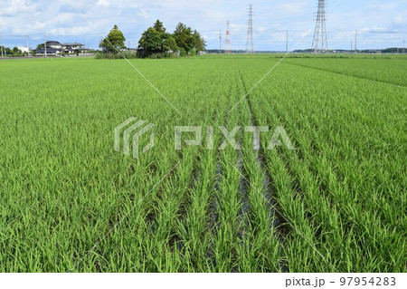 初夏の水田 茨城県南部地域 初夏の水田 茨城県南部地域 97954283
