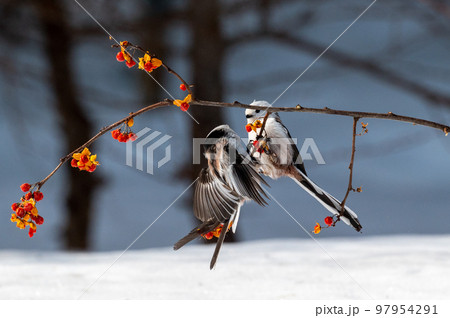 雪の妖精　シマエナガ 97954291